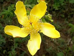 Image result for Hypericum revolutum