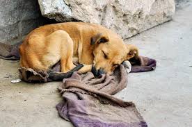 En 2015 conmemoramos el octavo día del perro callejero, el cual ha tenido una valorable acogida de la gente en diversos países. 27 De Julio Dia Internacional Del Perro Callejero Chapin Tv