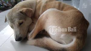 Meskipun mimpi adalah bunga tidur, akan tetapi masih ada orang yang percaya bahwa mimpi. 19 Arti Mimpi Yang Berhubungan Dengan Anjing Mimpi Digigit Anjing Di Lengan Pertanda Pengkhianatan Halaman 3 Tribun Bali