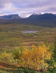 Norrbotten är en produktiv region. Abisko National Park Norrbottens Lan Sweden Is A Place Of Many Delights Including A Birch Clad Valley Flowery Al Nationalparker Friluftsliv Vandringsleder