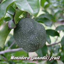 Image result for Monodora grandidieri