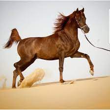 مياز النايف horses arabian horse animals