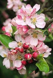 Pin On Flowers Their Elegance And Beauty