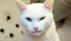 GTSV Essen ist Deutscher Meister — Taubenschlag