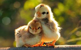 Cute Wallpapers For Desktop Backgrounds Full Screen Wallpaper Cave New and best 97,000 of desktop wallpapers, hd backgrounds for pc & mac, laptop, tablet, mobile phone.
