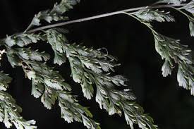 Image result for Polyphlebium borbonicum