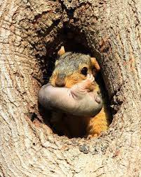 Log In Animals Beautiful Cute Squirrel Fox Squirrel