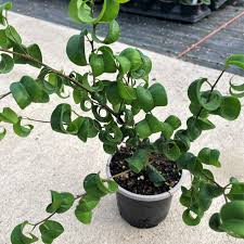 Image result for Ficus benjamina