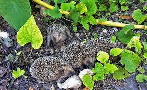 Naturschutz Im Garten Was Im Juli Wichtig Ist Igel Im Garten Garten Und Krautergarten Design