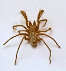 The camel spider caught on camera takes down a live bird and eats it. Galeodes Arabs Wikipedia