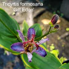 Image result for Ageratinastrum