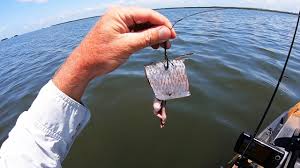 Make the marinade by mixing together in a medium bowl the chili powder, cumin, paprika, onion and garlic powders, salt, pepper, lime juice, and olive oil. Lure Gave Best Trip In Years Boat Almost Cut My Fish Off Youtube