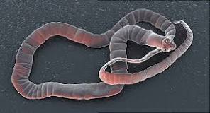 How do you get tapeworms to come out?