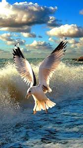 Sunset Birds Flying In The Sky Painting Really Like The Seagull Wing Shape Sea Birds Birds Painting Wildlife Photography