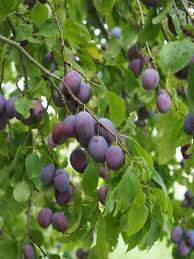 Image result for prunus domestica renkloda althana