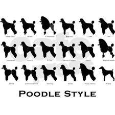 Poodle Styles Black Throw Blanket By Pawpic Designs