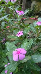Jika tanaman ini sedang berbunga, bunganya berbentuk bonggol terletak di ujung batang dan termasuk ke dalam bunga majemuk. Benefits Of Tapak Dara Leaf For Human Health Latin Name Catharanthus Roseus Steemkr