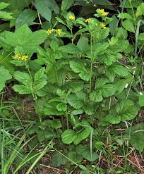 Image result for Eriosema pentaphyllum