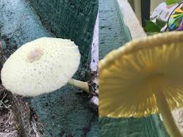 The mushroom app help you to identify edible and non edible mushrooms, where you can find them, in which season they grow. Mushroom Id Help Please This Is Growing On My House Wood Outside And Inside We Live In Hawaii On Oahu I M Mainly Worried That It Might Be Toxic For Us Or Our