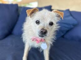 Frosted Faces 63 — Frosted Faces Foundation