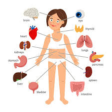 Daniel nelson on june 5, 2018 8 comments ! Body Diagram Female Stock Illustrations 2 881 Body Diagram Female Stock Illustrations Vectors Clipart Dreamstime