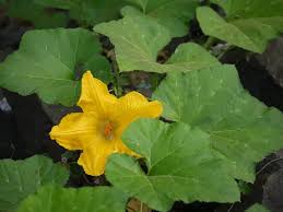 Image result for Cucurbita moschata