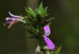 Image result for Dicliptera clinopodia