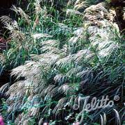 Maybe you would like to learn more about one of these? Miscanthus Sinensis Seed Japanese Silver Ornamental Grass Seeds