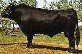 La carne original de vaca wagyu es excepcionalmente suave y una revelación culinaria. Buey De Kobe Raza Nostra Madrid