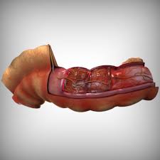 3d Human Intestine Anatomy Model