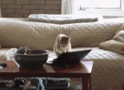 Over 1,687 cat gif posts sorted by time, relevancy, and popularity. Typing Gifs Primo Gif Latest Animated Gifs