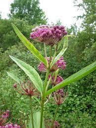 The leading real estate marketplace. Michigan Native Plants Trees And Shrubs Plants For Ecology