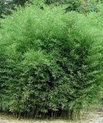 Black Bamboo Plants For Sale Ireland Pin On Bamboo