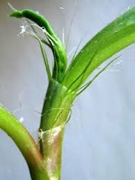 Image result for Oxygonum