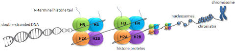 Histone ptms store and convey complex signals about the state of the genome. Histone Modifications What Is Epigenetics