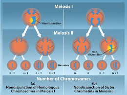 Image result for Meiostemon