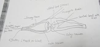 From this precise slide and to the end of it, pretty. Well Labelled Diagram Of Spinal Cord Brainly In