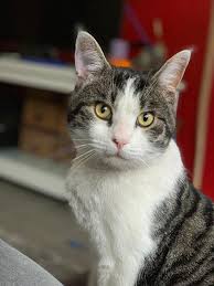 Epingle Par Helly Wijma Sur Cats And Dogs Felin Chat