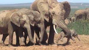 Why This Male Elephant Attacked a Newborn Calf | National Geographic