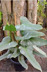 Philodendron Hastatum Silver Sword Philadendron Plant Philodendron Plant Plants