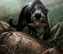 Kara Panter 2020 Siyah Jaguar Hayvanlar Leoparlar