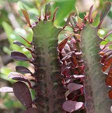 Overfilling the pot with soil can make your cacti prone to root rotting. Cactus Costa Farms
