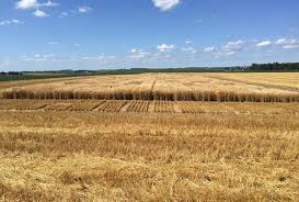 A Review Of The 2018 19 Eastern Nebraska Winter Wheat