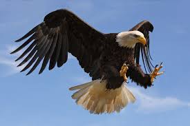 Video Captures Bald Eagle Stalking House Cat In Vancouver Island Backyard Cottage Life Bald Eagle Eagle Pictures Types Of Eagles