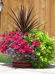 Flowering plants always make your garden look more exciting (and can stop neighbors in their tracks). Pin By Heidi Wilson On Flowers And Pots Container Gardening Flowers Outdoor Flowers Garden Containers