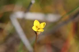 Image result for Chironia laxiflora