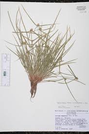 Image result for Kyllinga squamulata