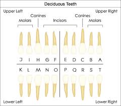 Universal Dental Tooth Chart Dental Charts To Understand