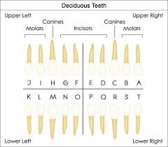 universal dental tooth chart dental charts to understand