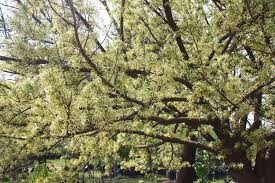 Image result for Turraea floribunda